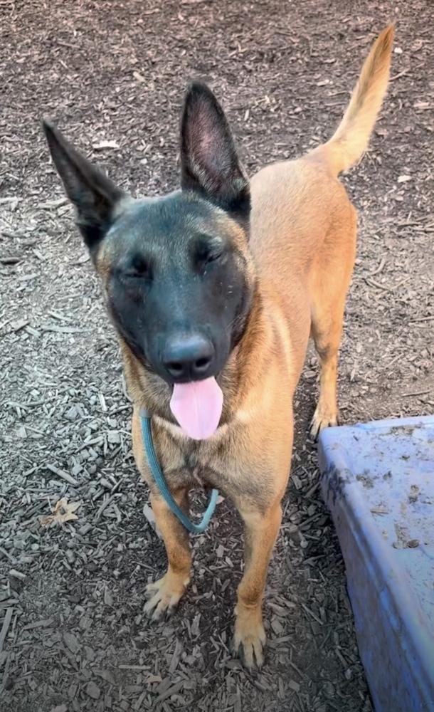 Enlarge Ripp - Located in Alabama, a Adoptable Belgian Shepherd / Malinois in Imlay City, MI image 3/6