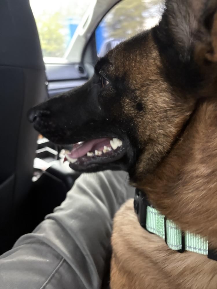 Enlarge Ripp - Located in Alabama, a Adoptable Belgian Shepherd / Malinois in Imlay City, MI image 4/6