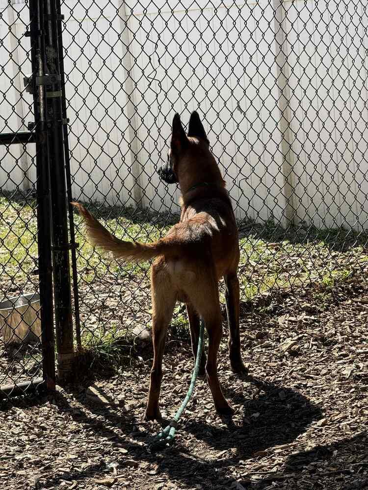 Enlarge Ripp - Located in Alabama, a Adoptable Belgian Shepherd / Malinois in Imlay City, MI image 5/6