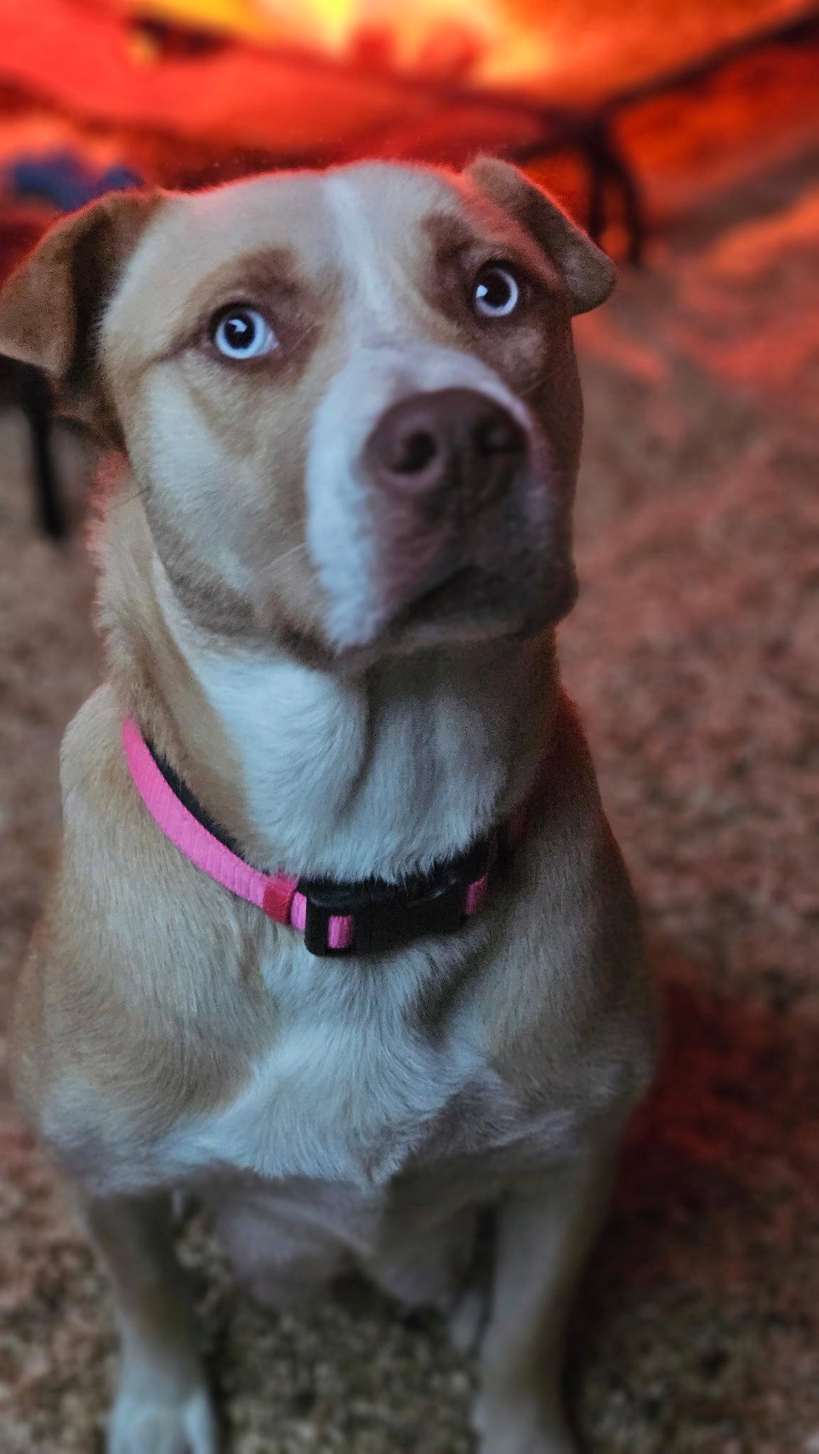 Enlarge Mira, a Adopted mixed breed in Mount Laurel, NJ image 1/3