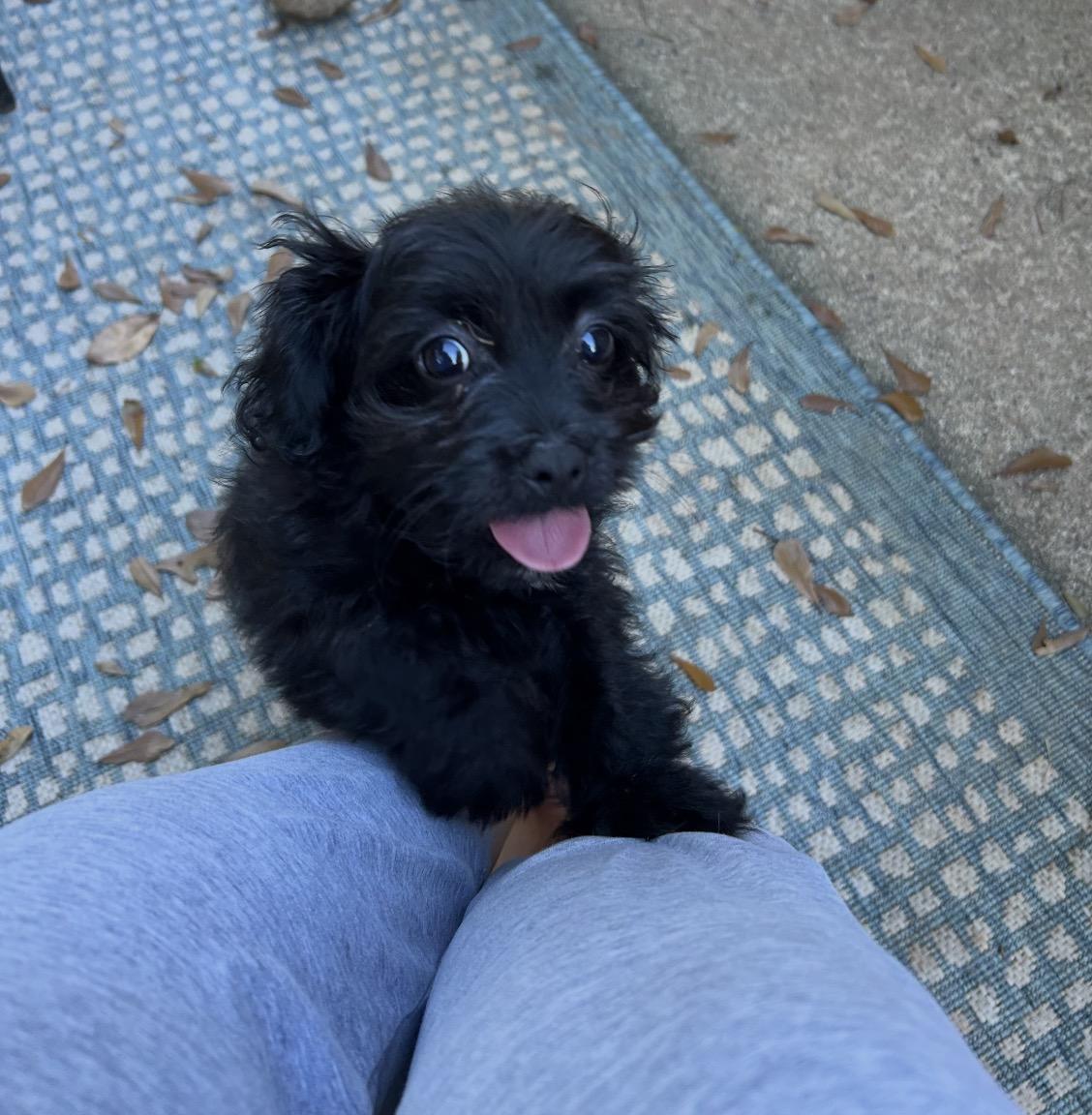 Enlarge Lucas, a Adoptable mixed breed in Rock Hill, SC image 4/4