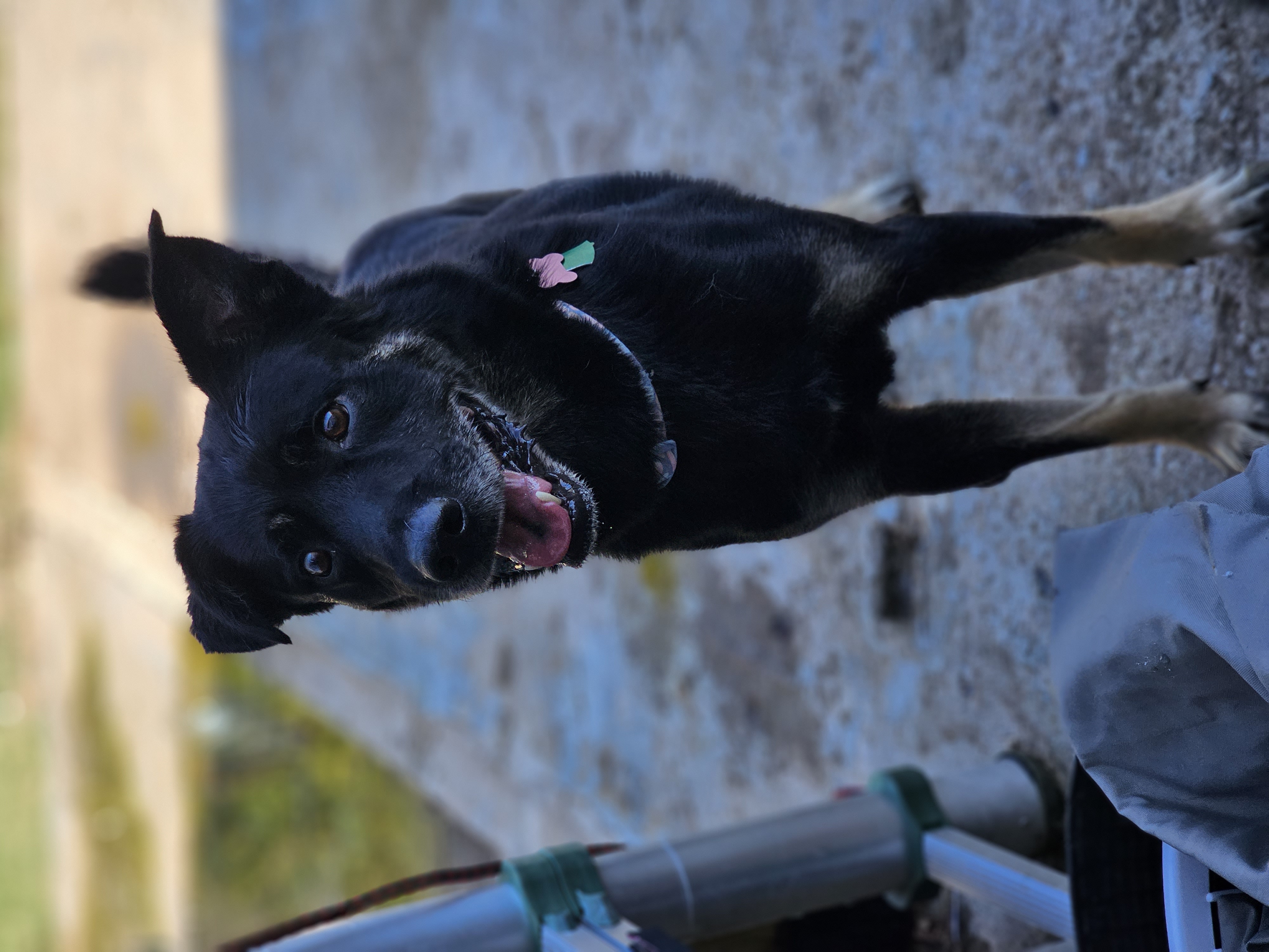 RENO, a Adoptable mixed breed in TULSA, OK image 4/6