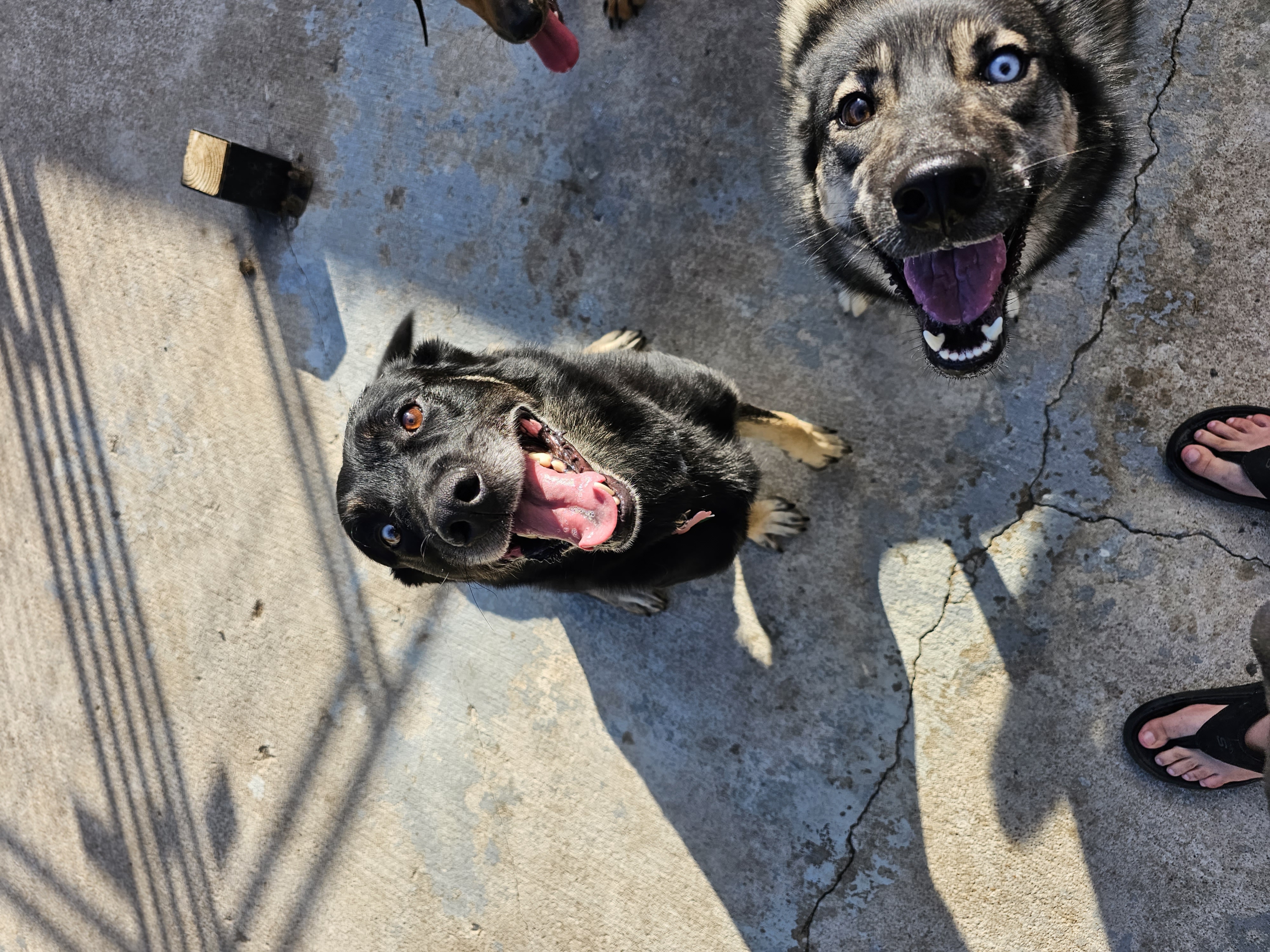 RENO, a Adoptable mixed breed in TULSA, OK image 6/6