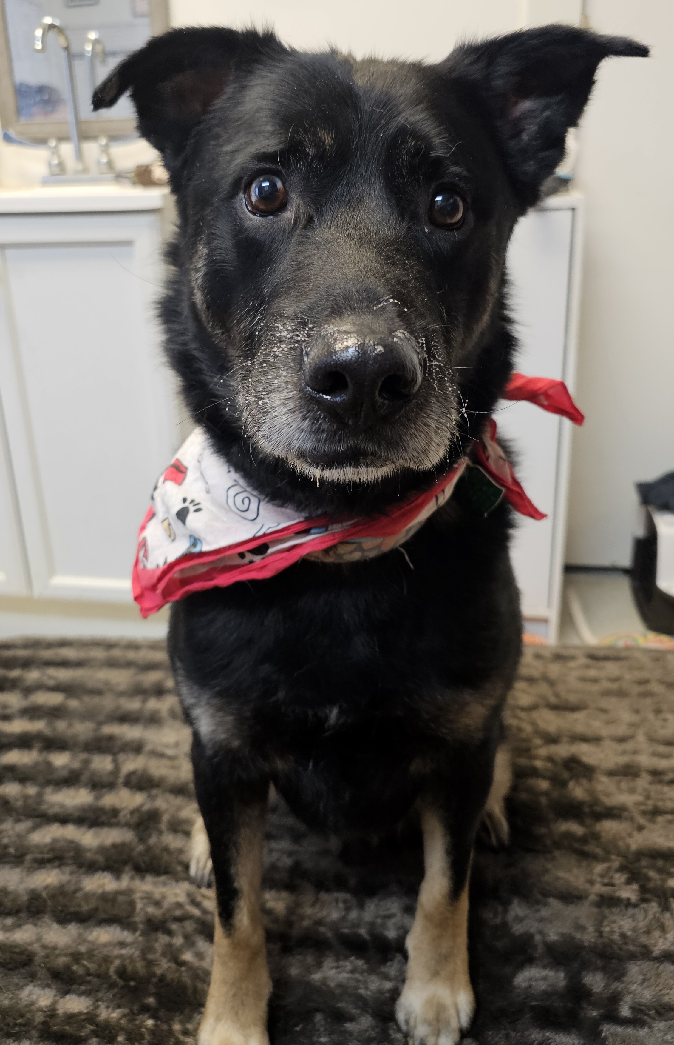 RENO, a Adoptable mixed breed in TULSA, OK image 1/6