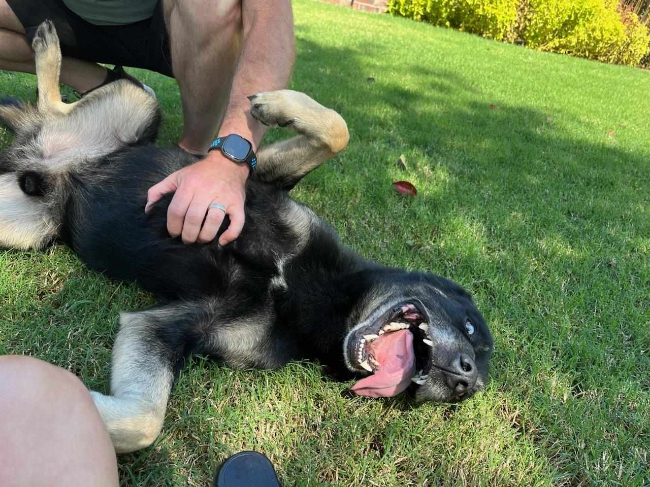 RENO, a Adoptable mixed breed in TULSA, OK image 5/6