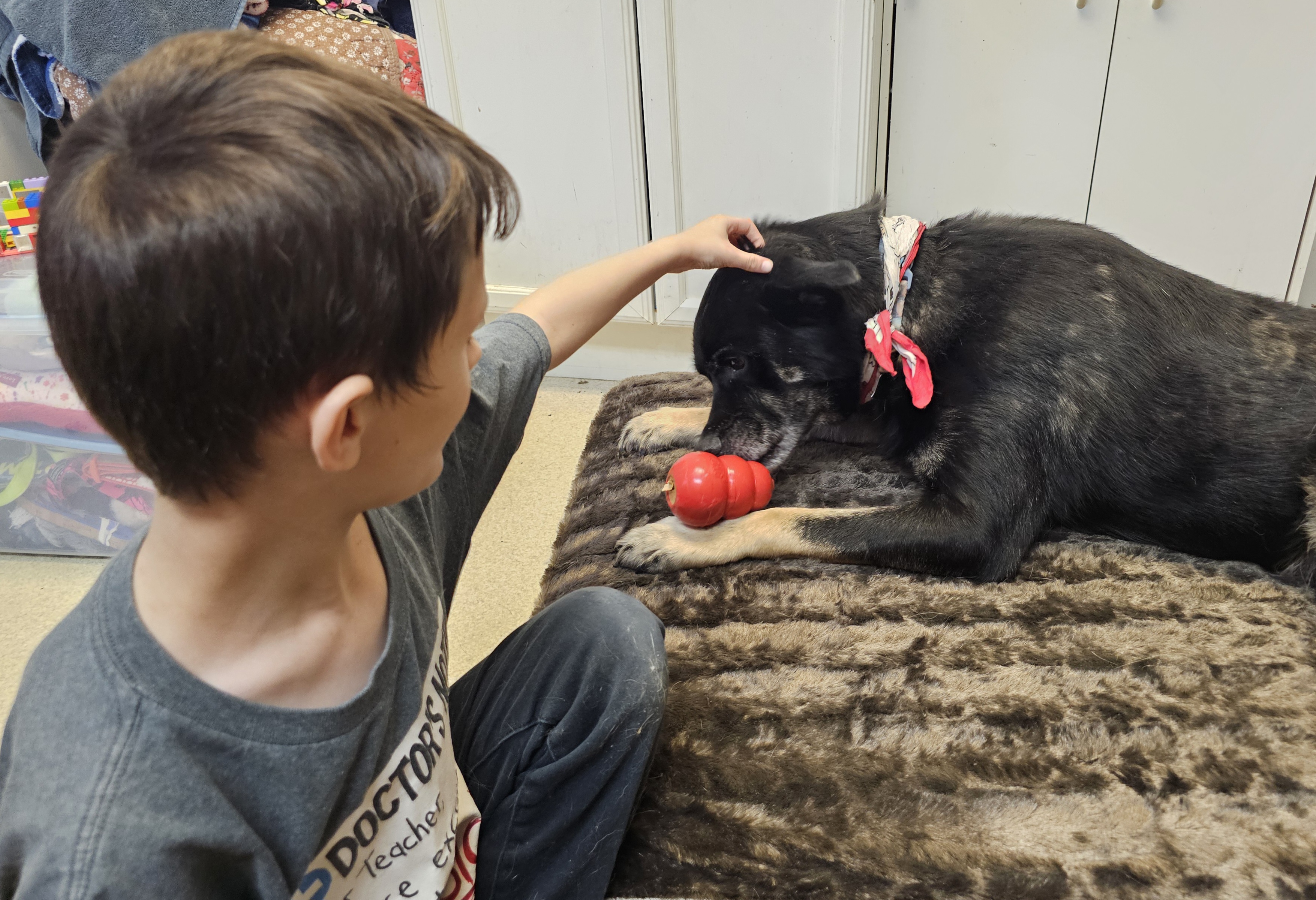 RENO, a Adoptable mixed breed in TULSA, OK image 2/6