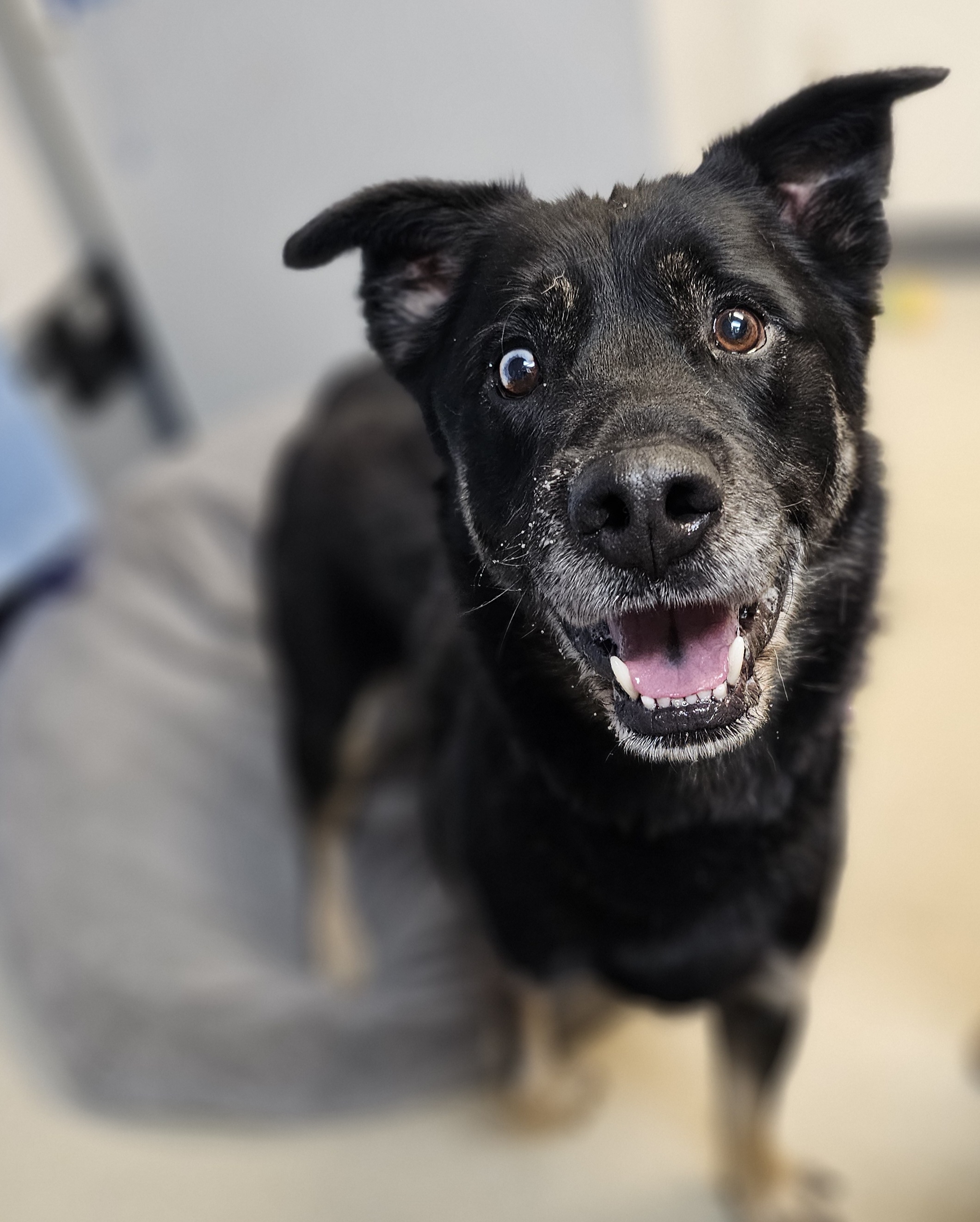 RENO, a Adoptable mixed breed in TULSA, OK image 3/6