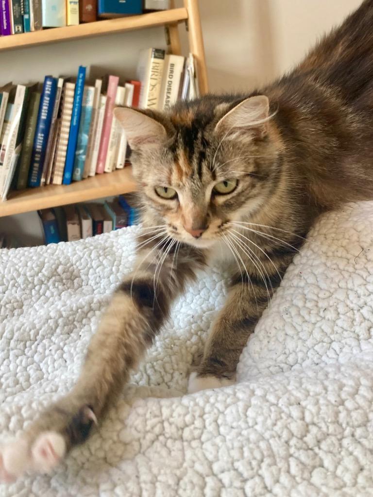 Mary, Adoptable, Young Female Tabby.
