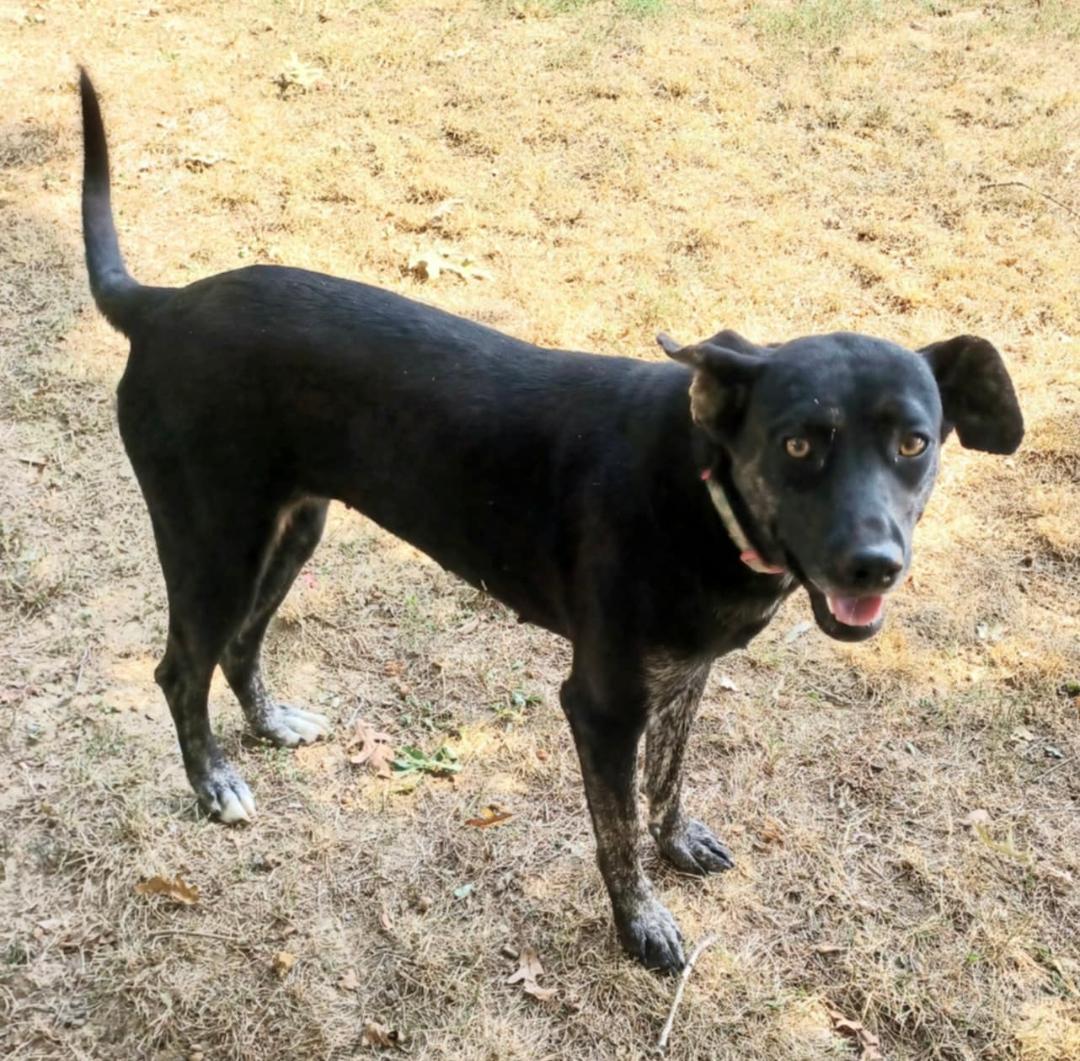 Tracey, Adoptable, Young Female Labrador Retriever.