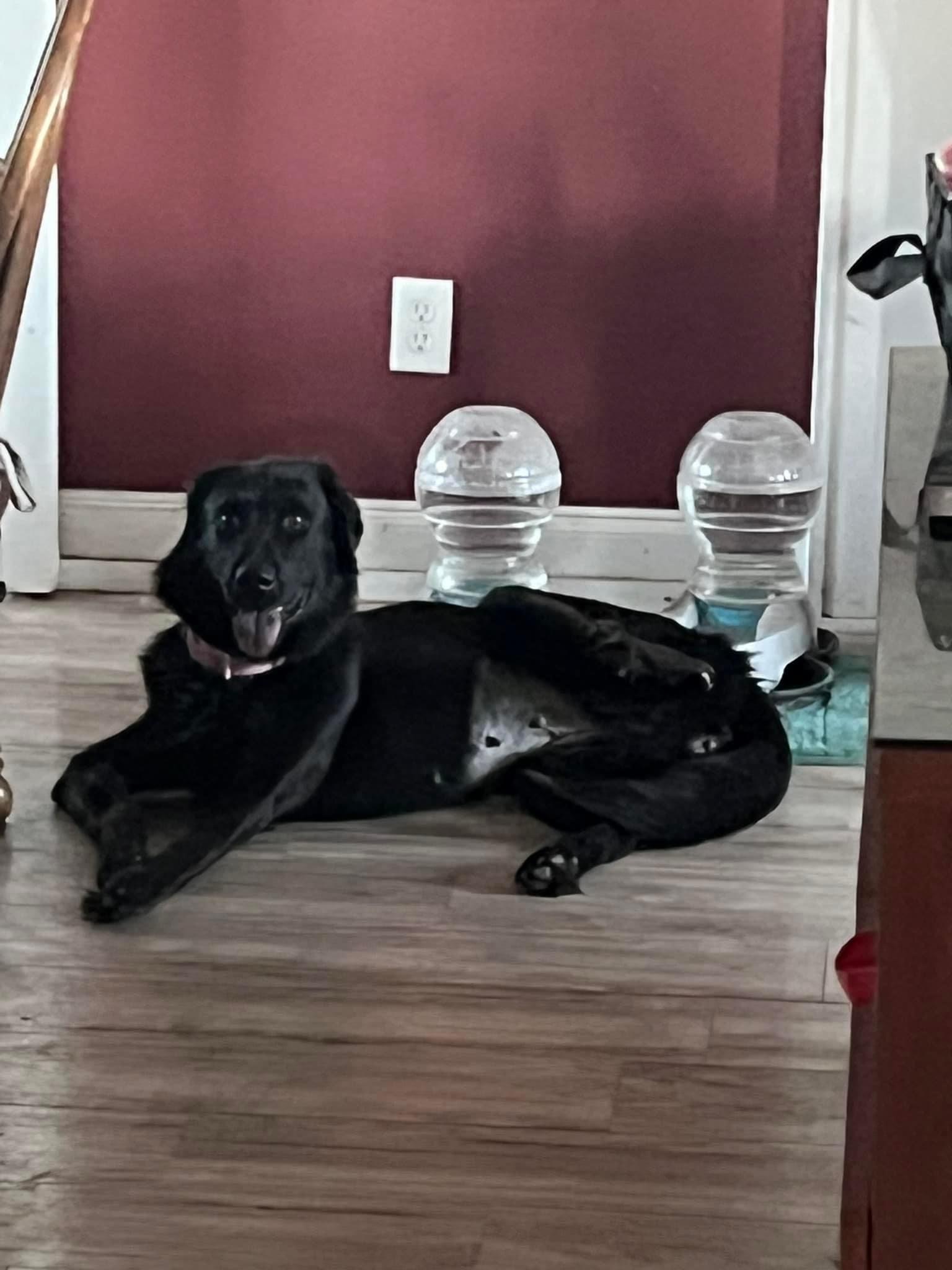 Dog for adoption Midnight, a FlatCoated Retriever Mix in Elkton, MD