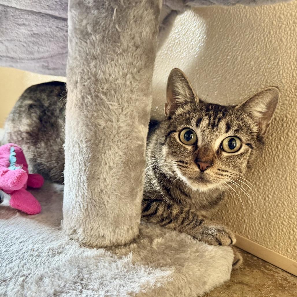 Enlarge Imogen, a Adoptable Domestic Short Hair in Fredericksburg, TX image 1/2