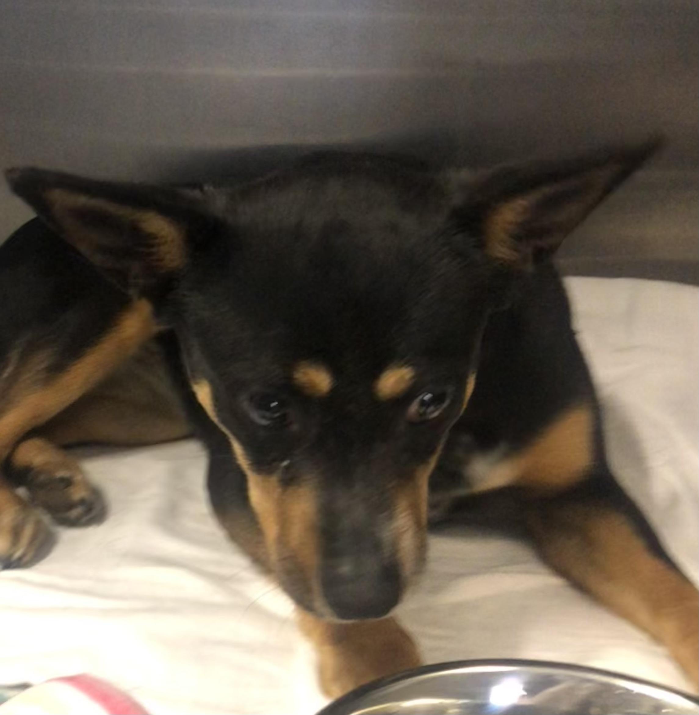 Enlarge Carolina, a Adoptable mixed breed in Parma, OH image 4/4