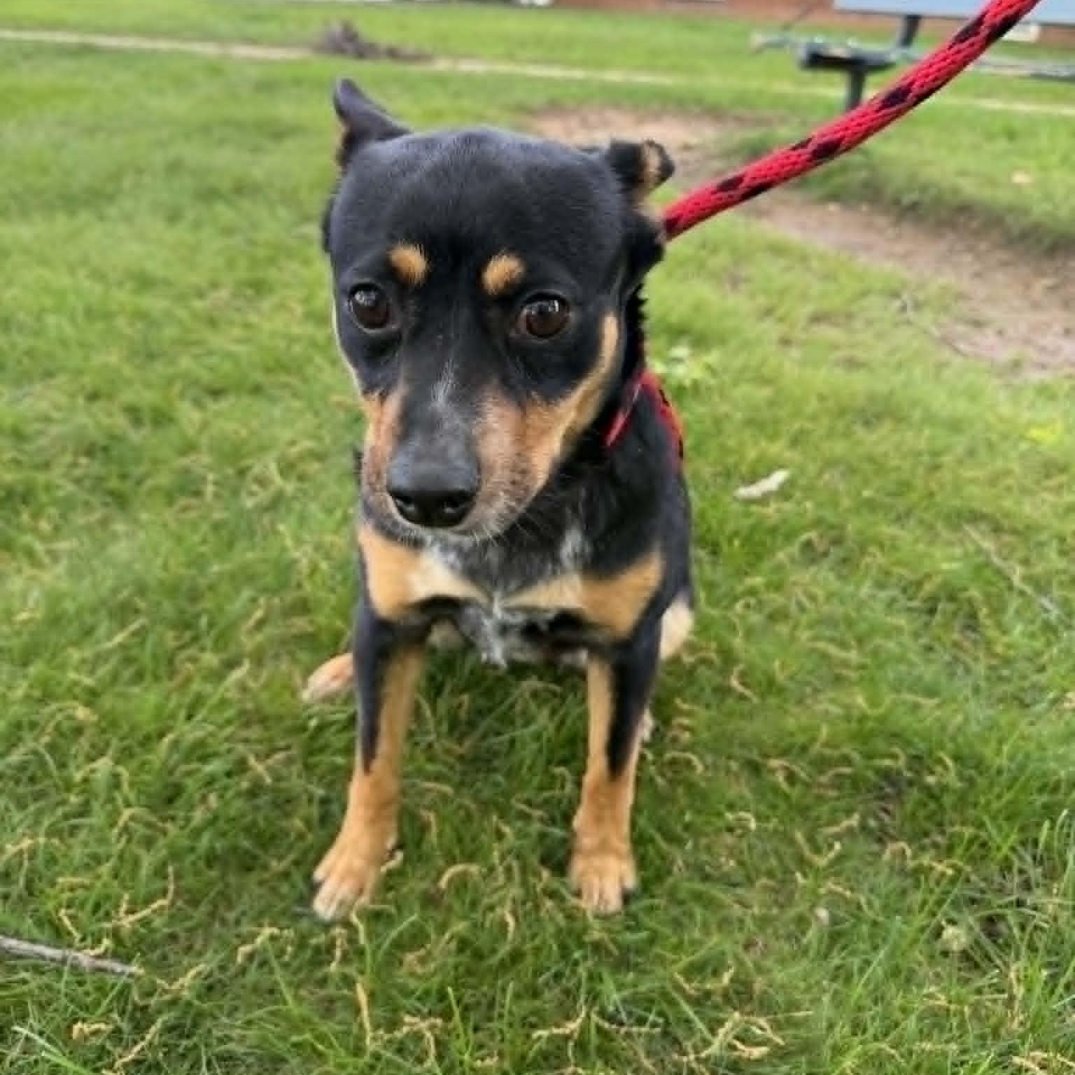 Enlarge Carolina, a Adoptable mixed breed in Parma, OH image 2/4