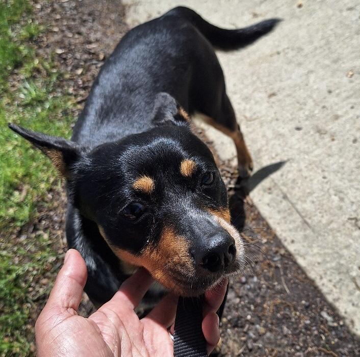 Enlarge Carolina, a Adoptable mixed breed in Parma, OH image 3/4