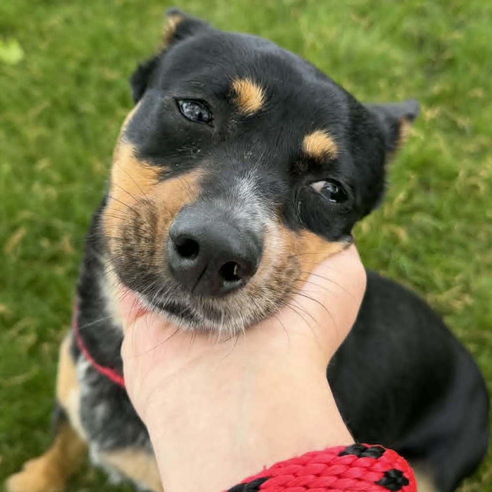 Carolina, Adoptable, Young Female Australian Cattle Dog / Blue Heeler.