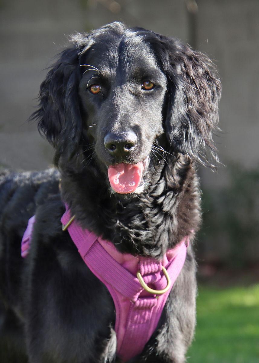 Pepper/Chena, Adopted, Young Female Golden Retriever & Standard Poodle.