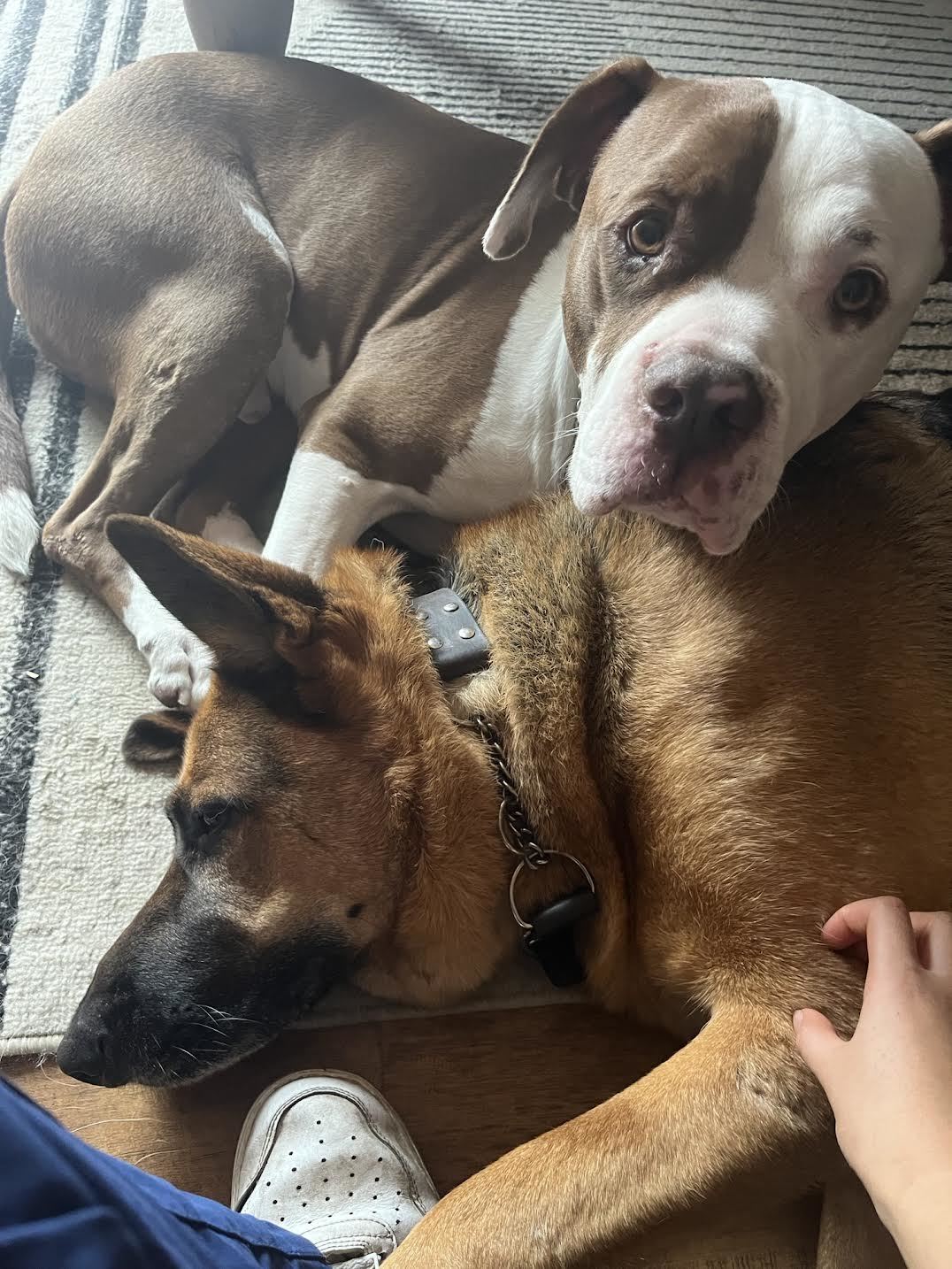 Ringo, a Adoptable German Shepherd Dog in Nipomo, CA image 1/4