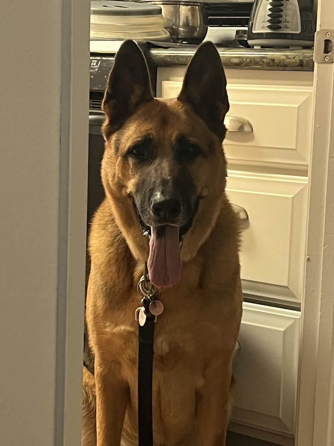 Ringo, a Adoptable German Shepherd Dog in Nipomo, CA image 2/4