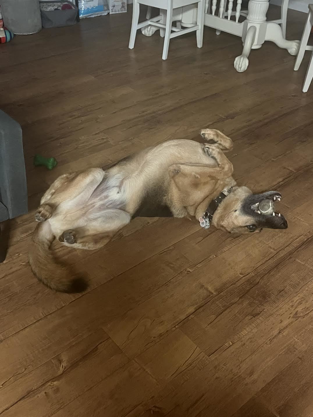 Ringo, a Adoptable German Shepherd Dog in Nipomo, CA image 3/4