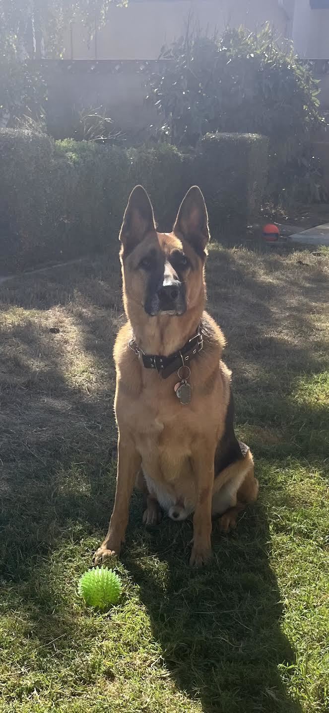 Ringo, a Adoptable German Shepherd Dog in Nipomo, CA image 4/4