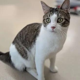 Umber - Love Bug-FEE SPONSORED