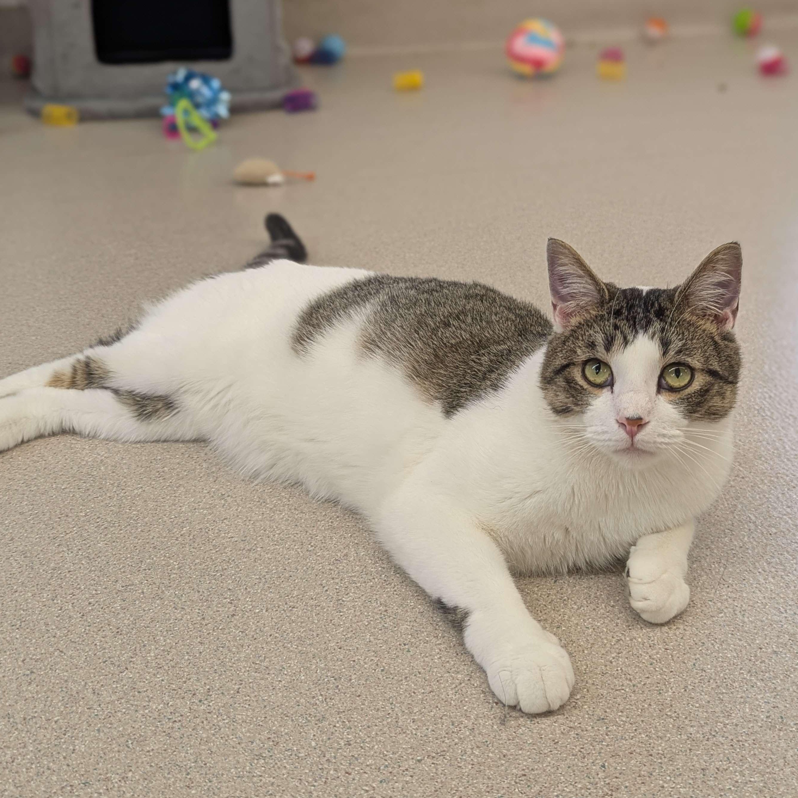 Umber - Love Bug-FEE SPONSORED