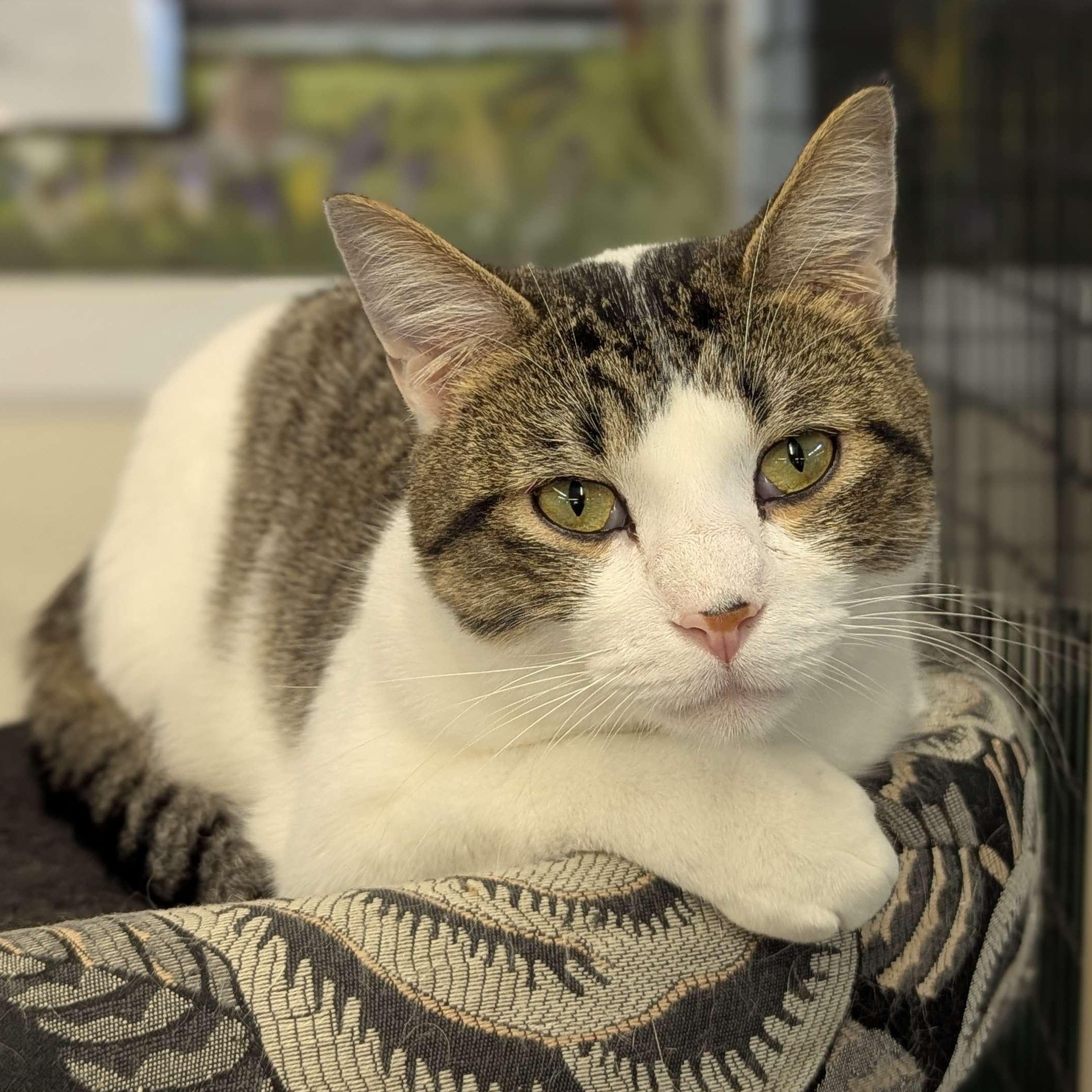 Umber - Love Bug-FEE SPONSORED