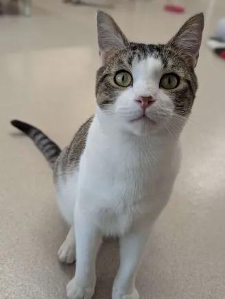 Umber - Love Bug-FEE SPONSORED