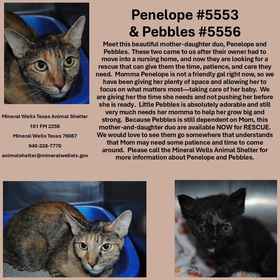 5556 Pebbles, Adoptable, Kitten Female Domestic Short Hair.