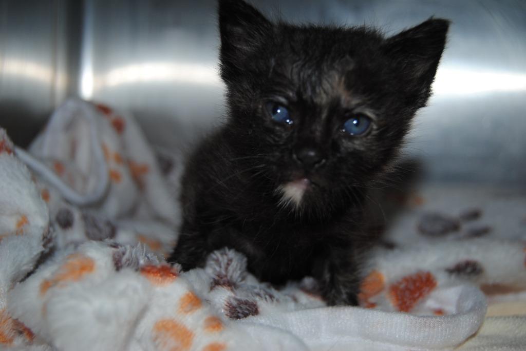 Enlarge 5556 Pebbles, a Adoptable mixed breed in Mineral Wells, TX image 2/2