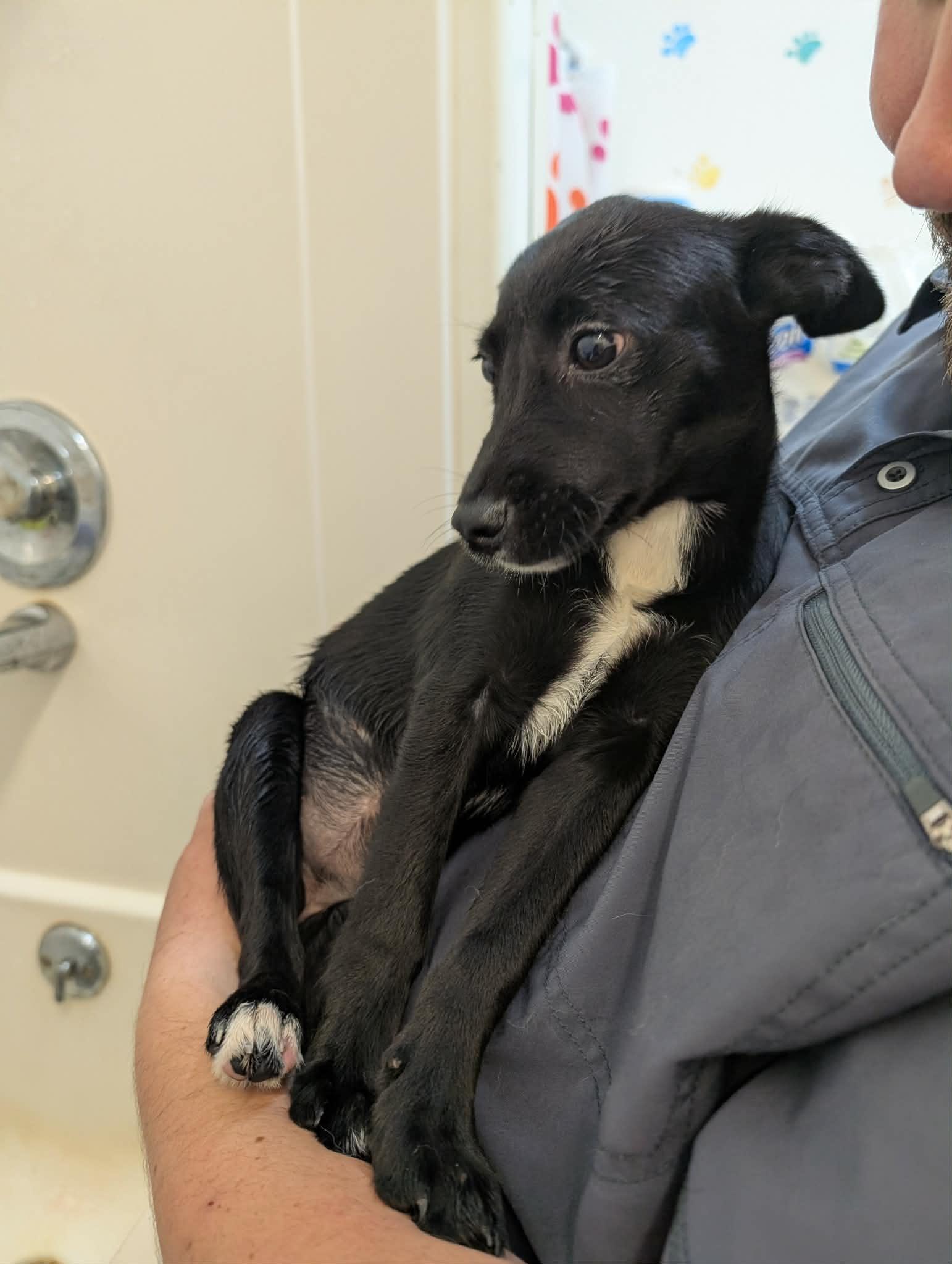 Enlarge Astrid, an adopted mixed breed in Delhi, NY image 2/3