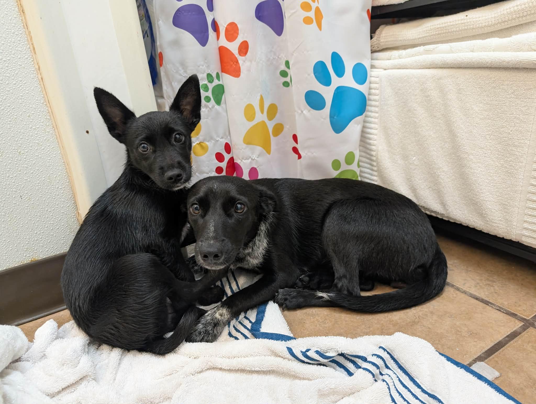Enlarge Astrid, an adopted mixed breed in Delhi, NY image 3/3