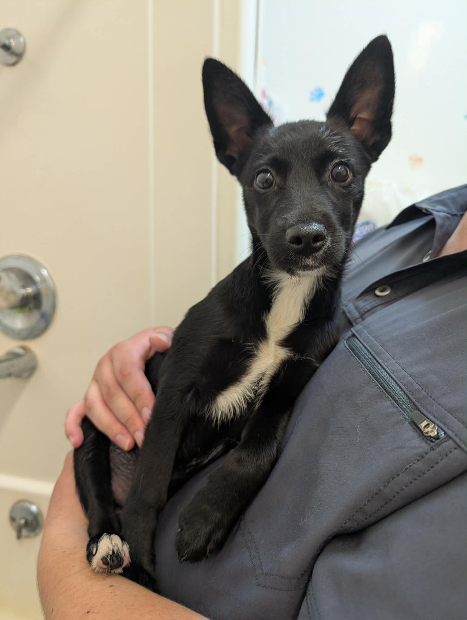 Astrid, adopted, Young Female Border Collie & Rat Terrier.