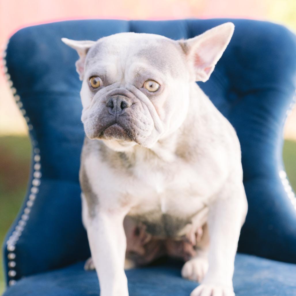 Jamie, Adoptable, Adult Female French Bulldog.
