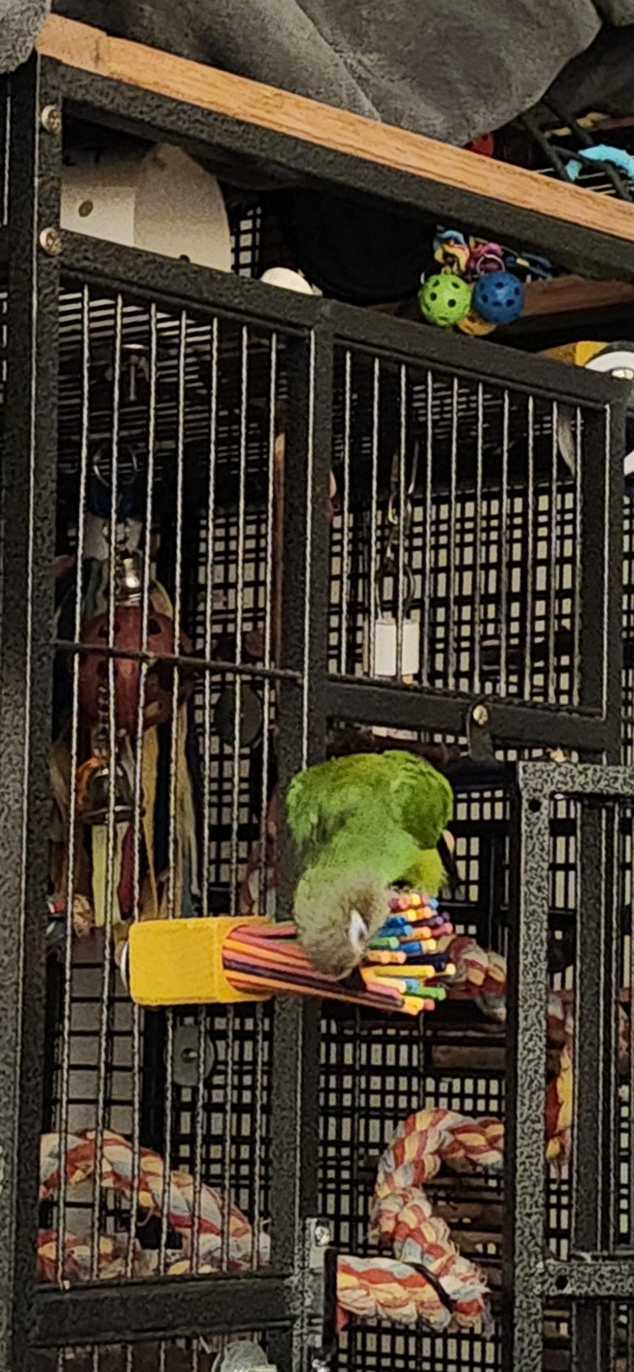 Enlarge Poncho the Snuggler! 8 YO M Dusky Conure, an adopted Conure in Vancouver, WA image 3/5