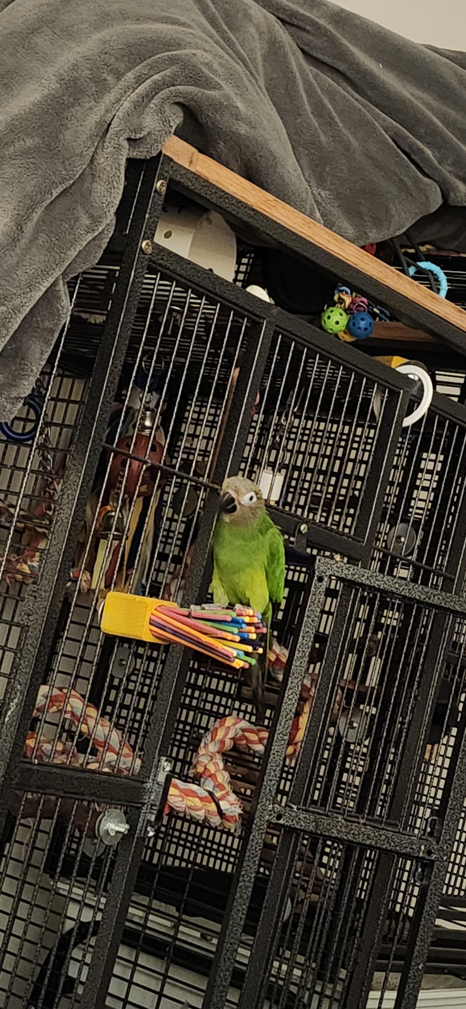 Enlarge Poncho the Snuggler! 8 YO M Dusky Conure, an adopted Conure in Vancouver, WA image 5/5