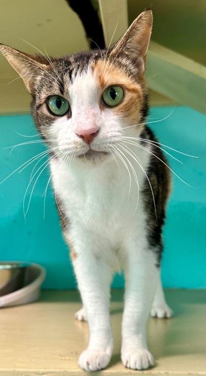 Enlarge Mila, a Adoptable Domestic Short Hair in Marathon , FL image 1/1