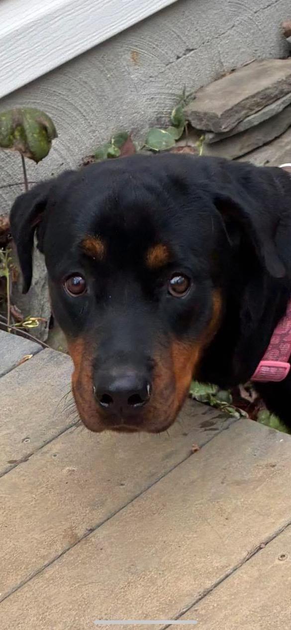 Coco Chanel, ADOPTABLE, Puppy Female Rottweiler.