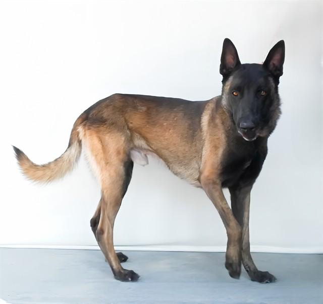 AL, Adoptable, Adult Male Belgian Shepherd / Malinois.