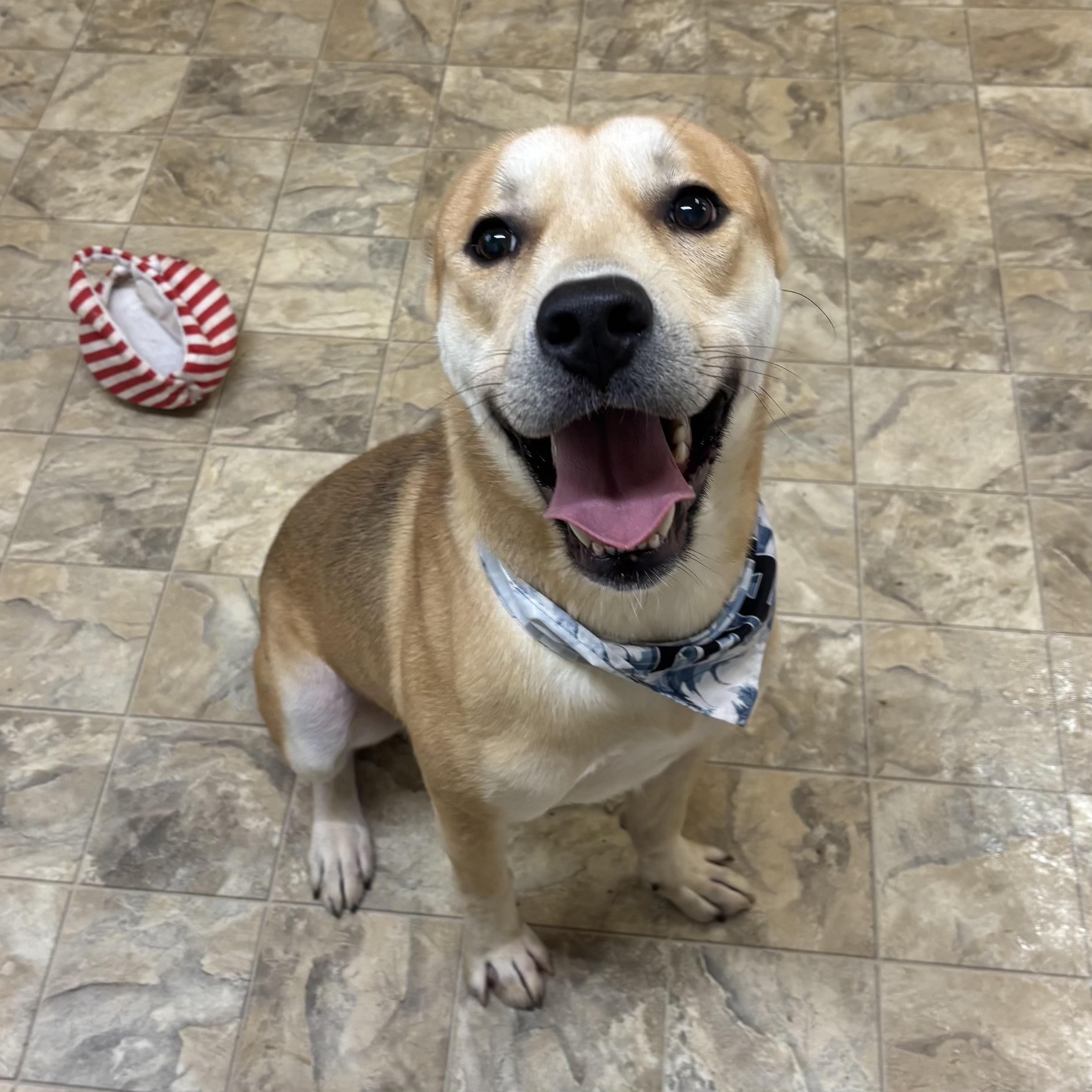 Enlarge Bravo, a Adoptable mixed breed in Pilot Point, TX image 2/3