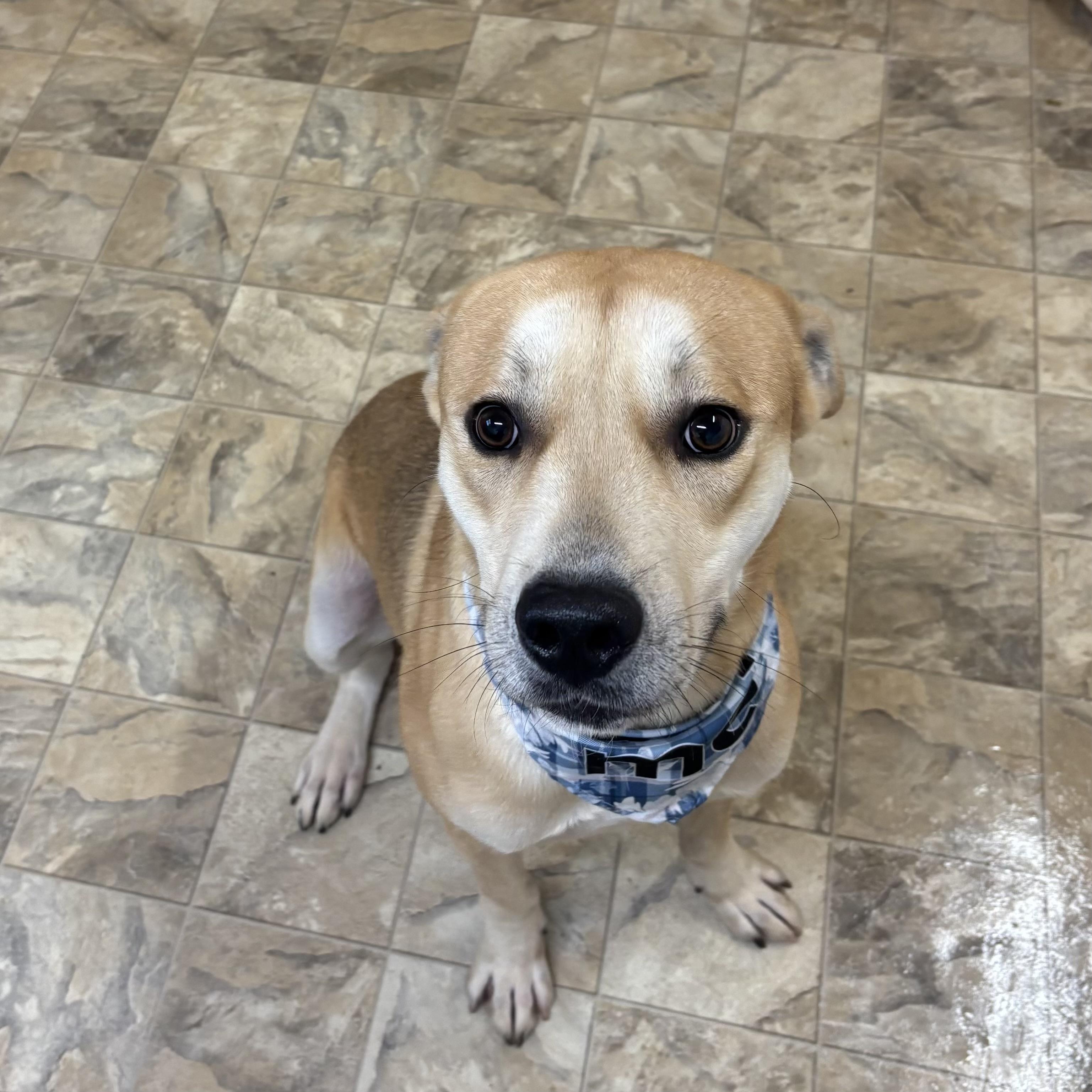 Enlarge Bravo, a Adoptable mixed breed in Pilot Point, TX image 1/3