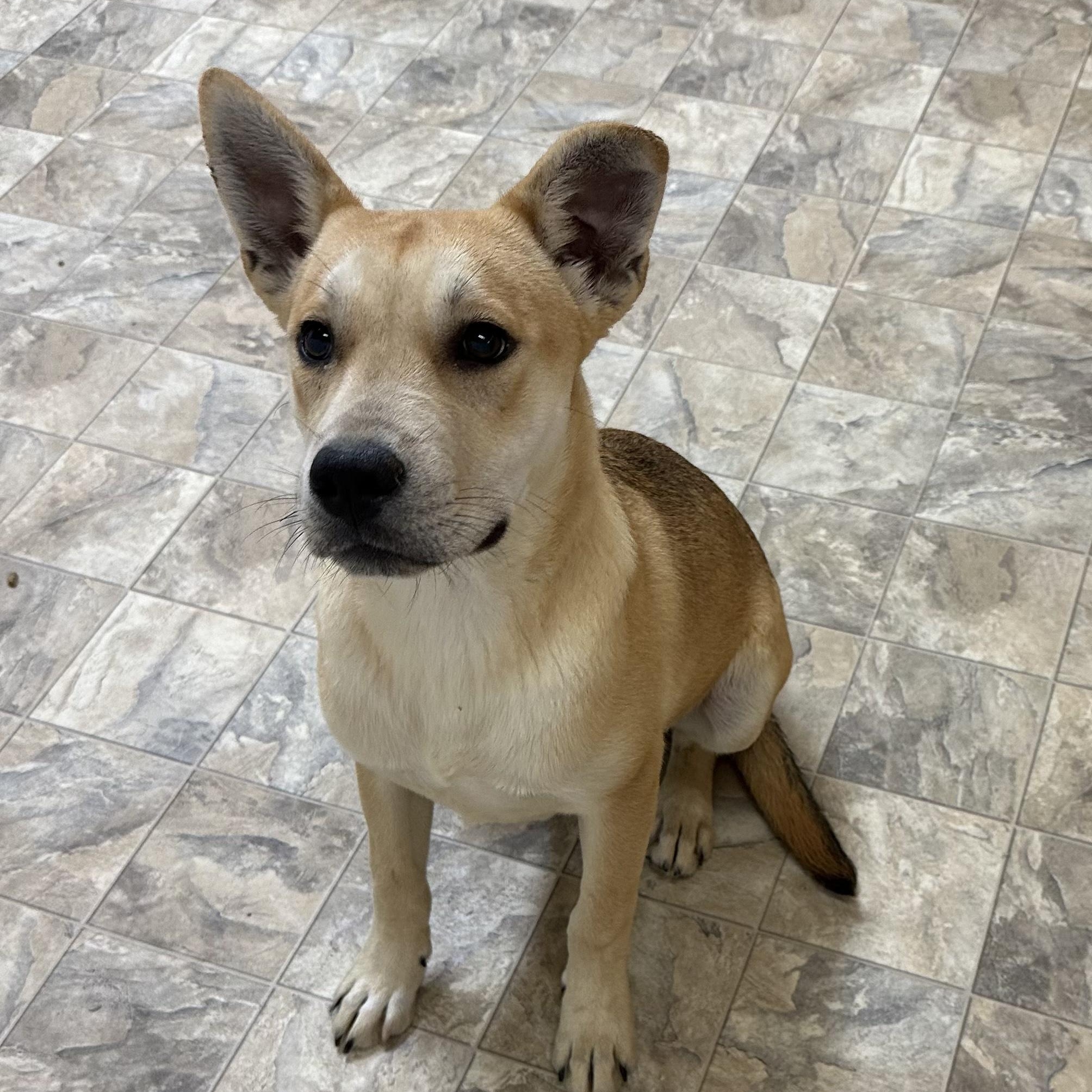 Bravo, a Adoptable mixed breed in Pilot Point, TX image 1/5