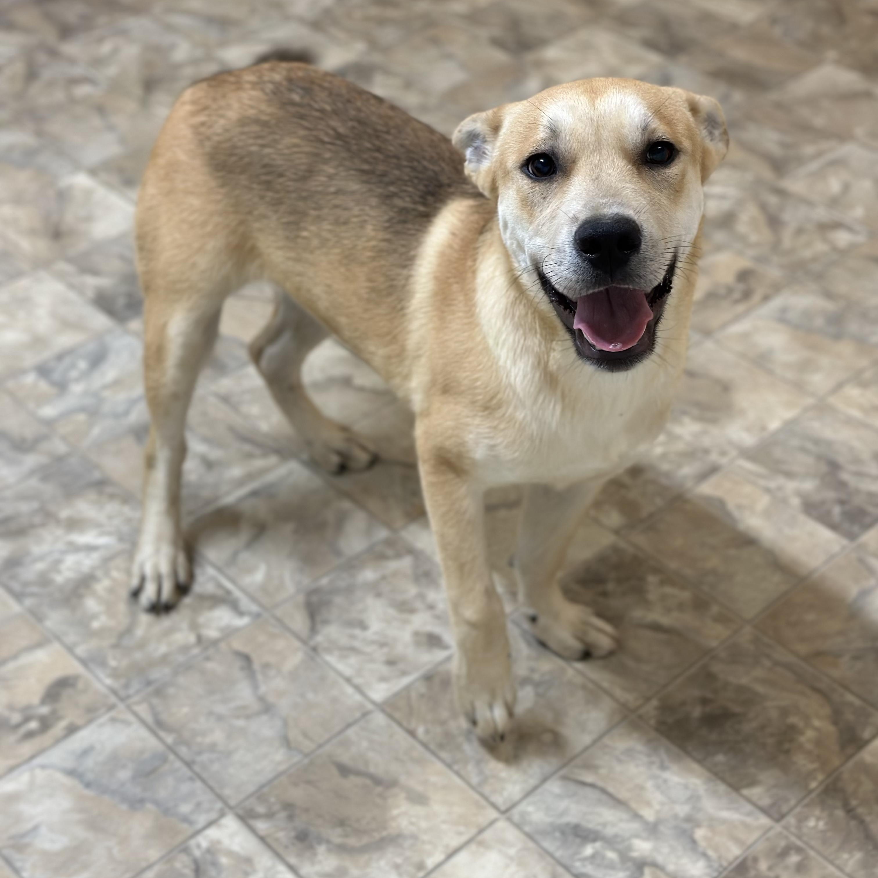 Bravo, a Adoptable mixed breed in Pilot Point, TX image 2/5