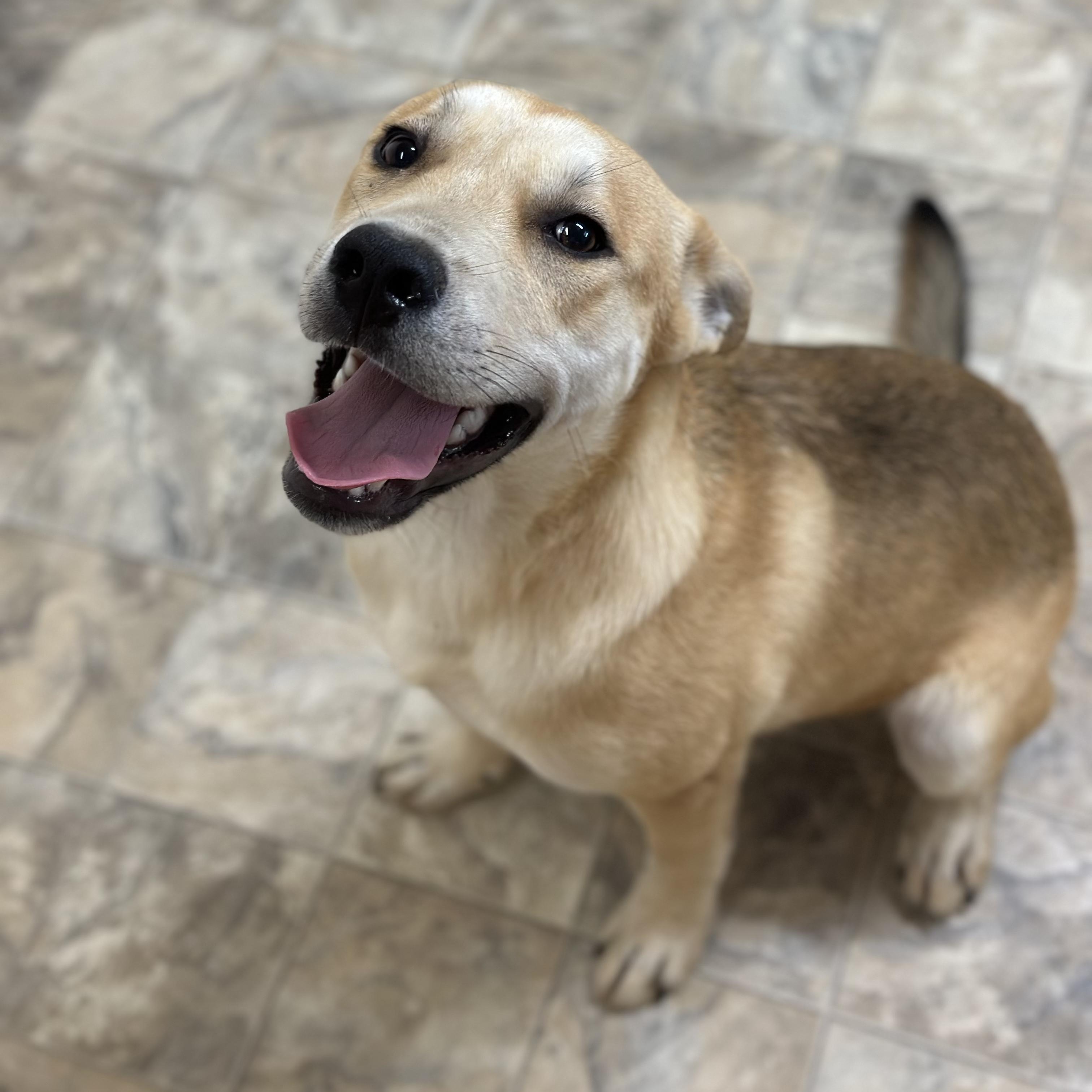 Bravo, a Adoptable mixed breed in Pilot Point, TX image 3/5