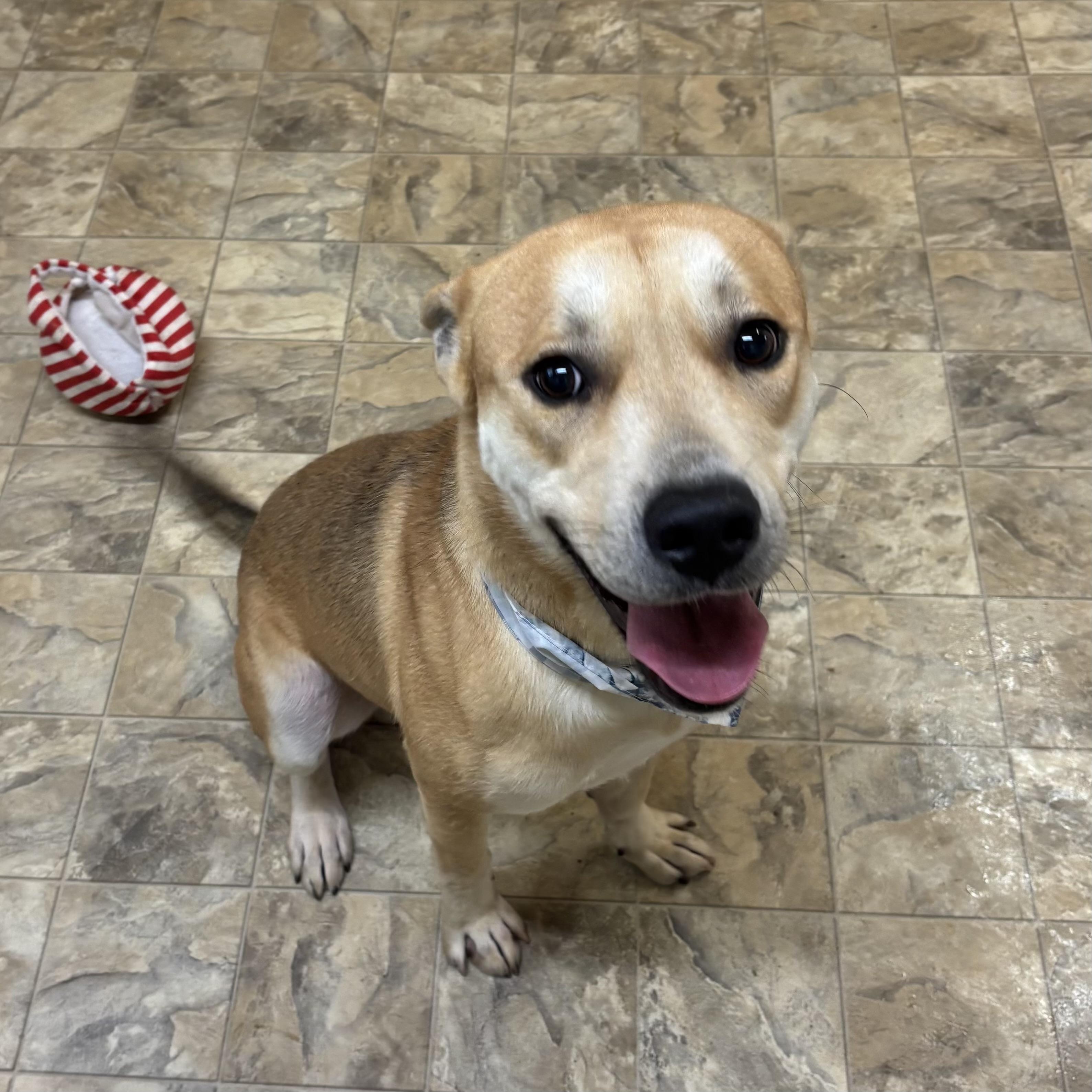 Enlarge Bravo, a Adoptable mixed breed in Pilot Point, TX image 3/3