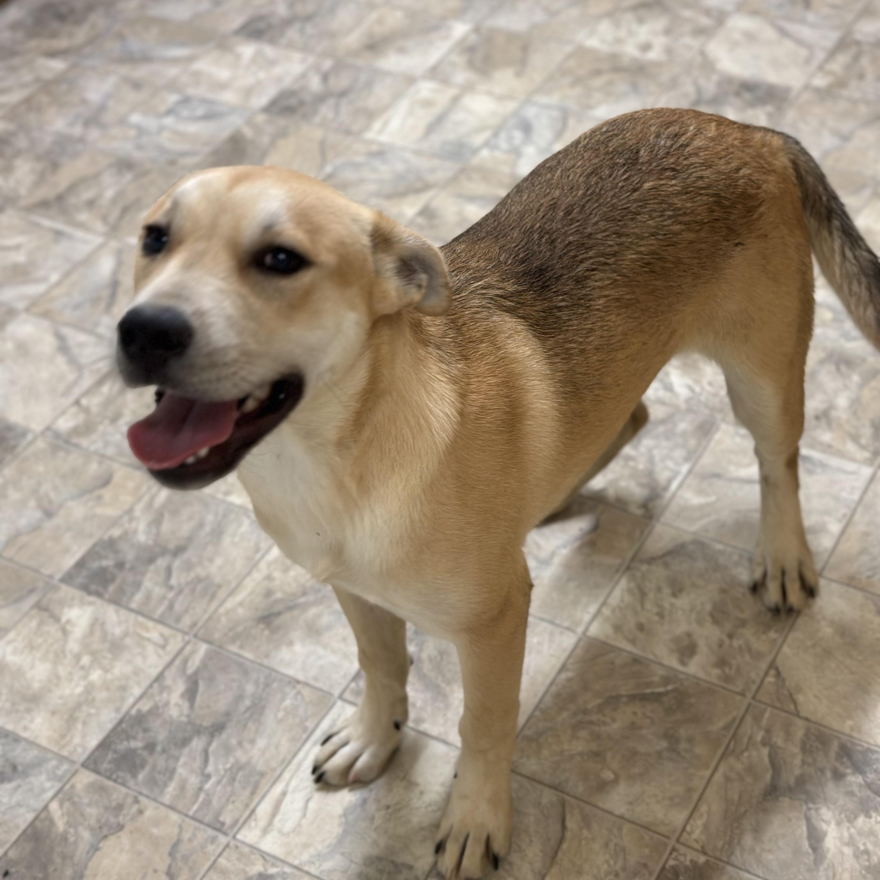 Bravo, a Adoptable mixed breed in Pilot Point, TX image 4/5