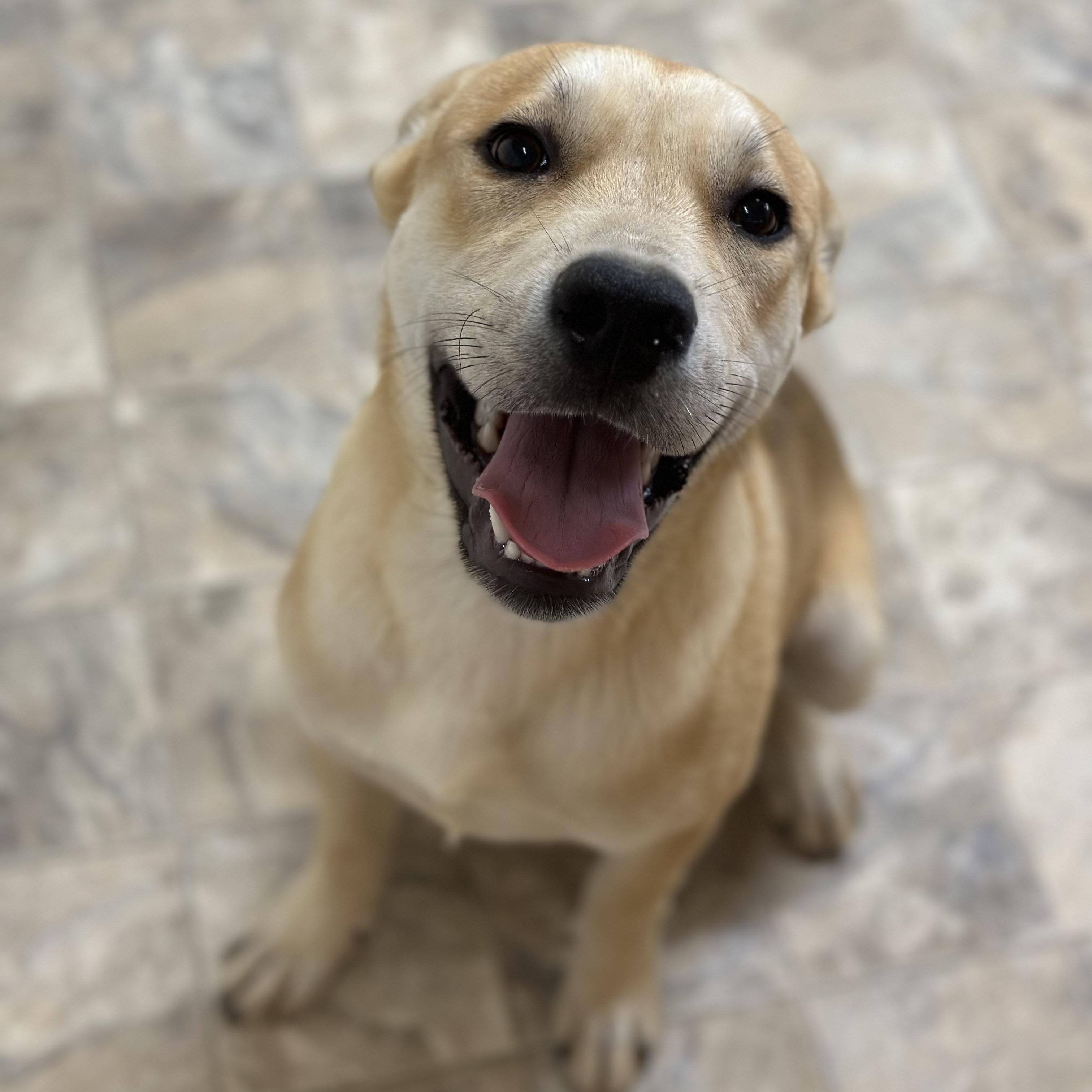 Bravo, a Adoptable mixed breed in Pilot Point, TX image 5/5