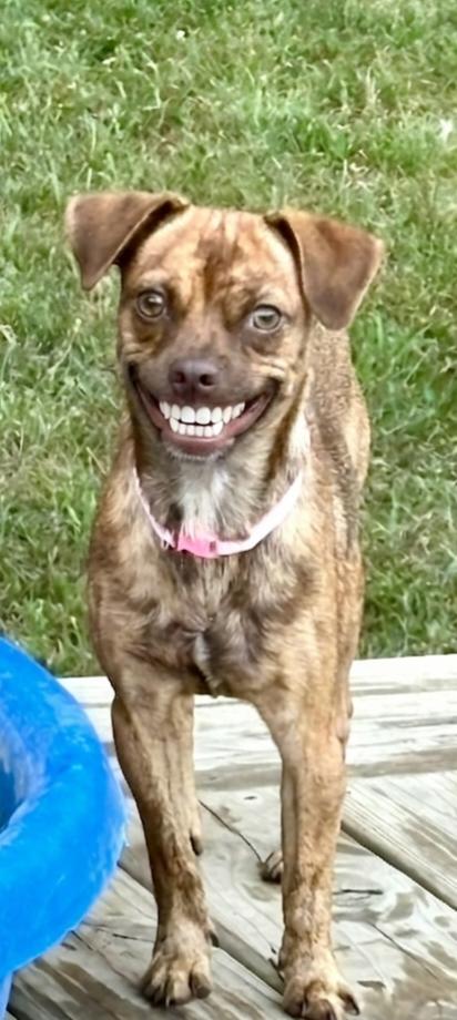 Enlarge **LITTLE GIRL**, a Adoptable mixed breed in North Prairie, WI image 1/2