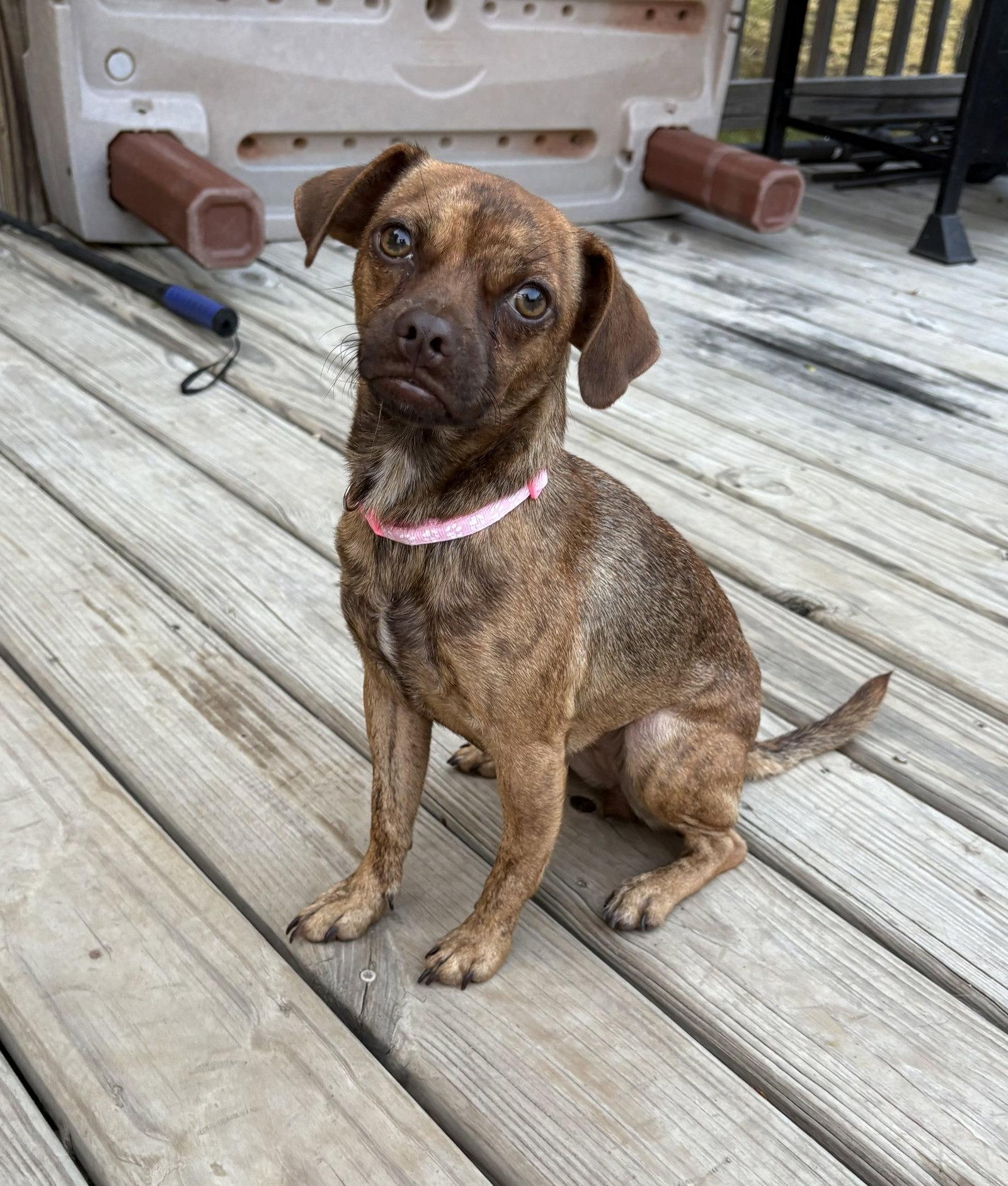 Enlarge **LITTLE GIRL**, a Adoptable mixed breed in North Prairie, WI image 2/2
