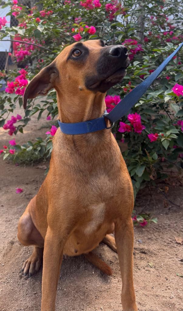Lili, Adoptable, Young Female Black Mouth Cur & Labrador Retriever.